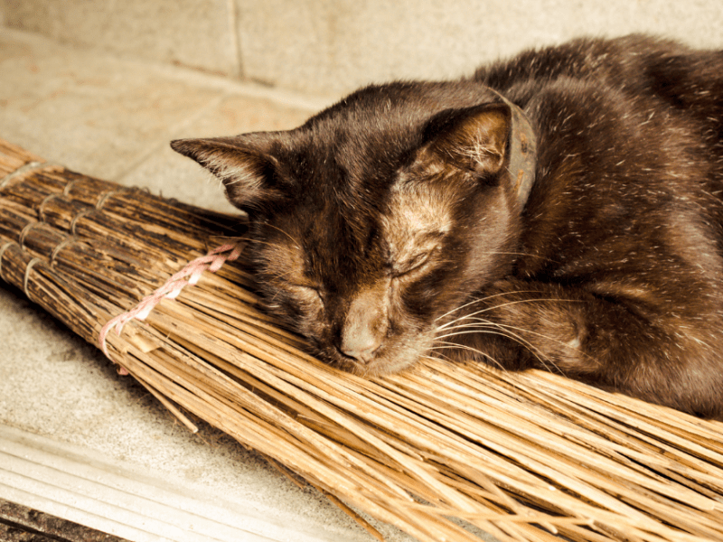 Get Familiar with&nbsp;Familiars!